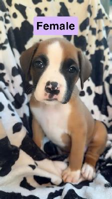 boxer puppies - Photo 2