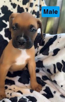 boxer puppies - Photo 3