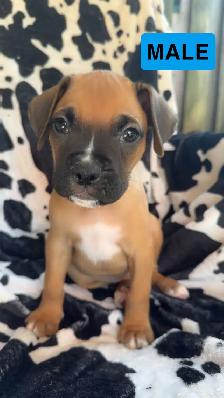 boxer puppies - Photo 4