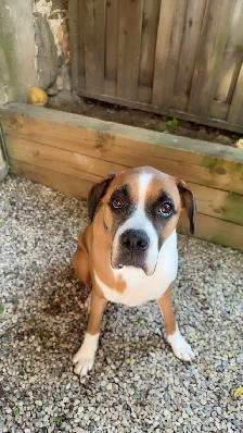 boxer puppies - Photo 7