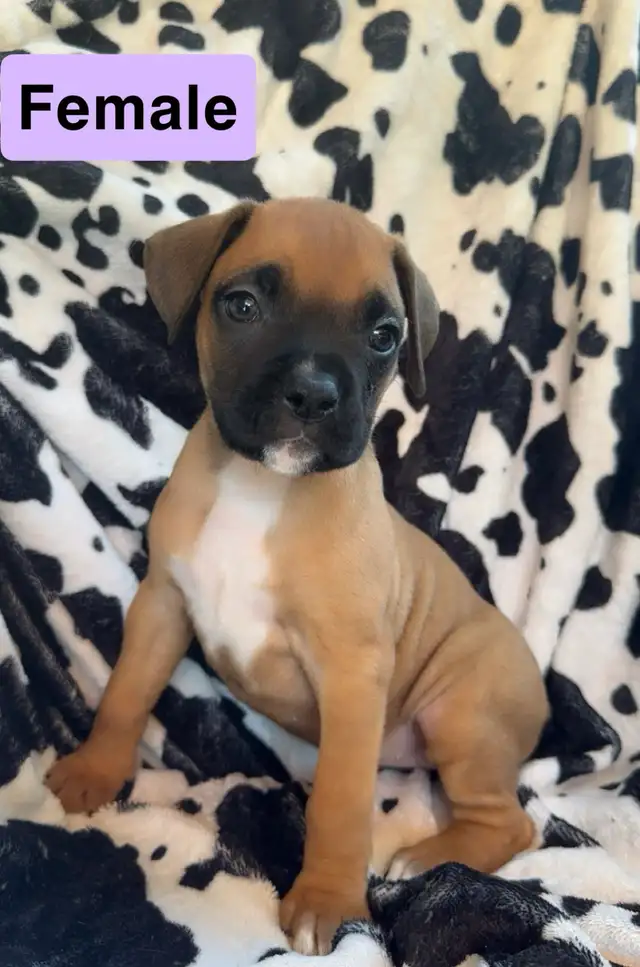boxer puppies