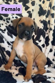 boxer puppies