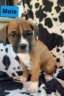 boxer puppies - Photo 5