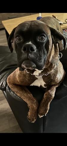 boxer puppies - Photo 7