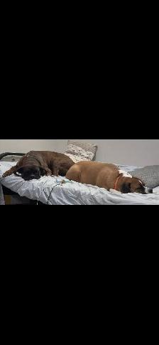 boxer puppies - Photo 8