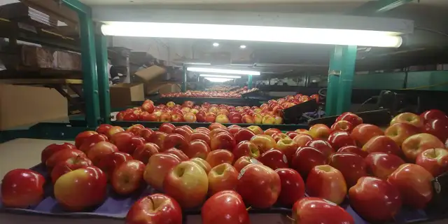 Fruit packers needed