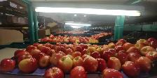 Fruit packers needed