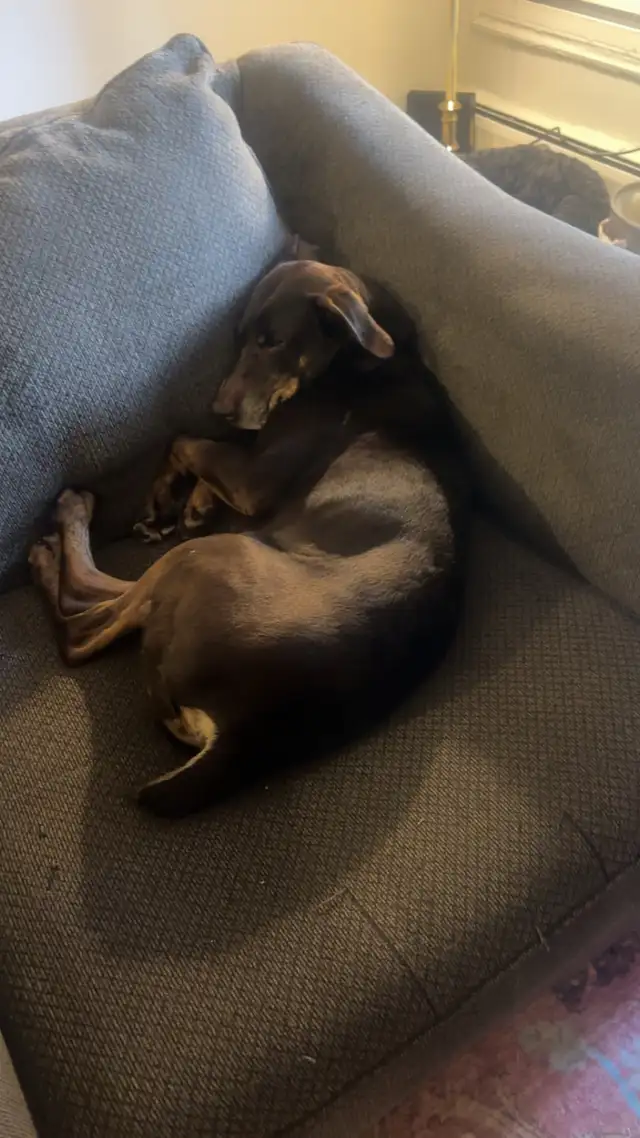 Dog for Rehoming