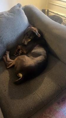 Dog for Rehoming