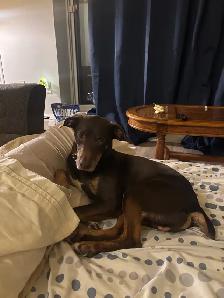Dog for Rehoming - Photo 2
