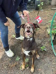 Dog for Rehoming - Photo 3
