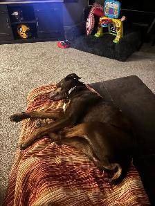 Dog for Rehoming - Photo 4