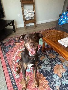 Dog for Rehoming - Photo 5