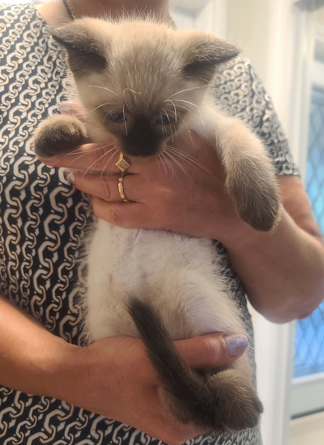 Kittens for sale