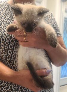 Kittens for sale