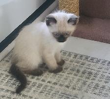 Kittens for sale - Photo 2