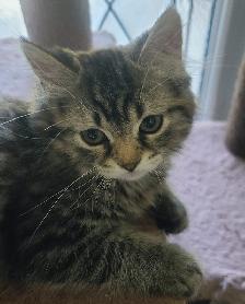 Kittens for sale - Photo 3
