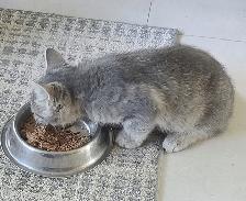 Kittens for sale - Photo 4