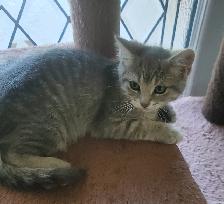 Kittens for sale - Photo 5