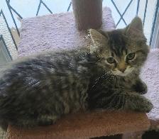 Kittens for sale - Photo 6