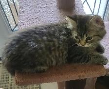 Kittens for sale - Photo 7