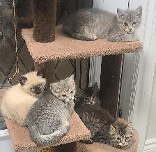 Kittens for sale - Photo 8