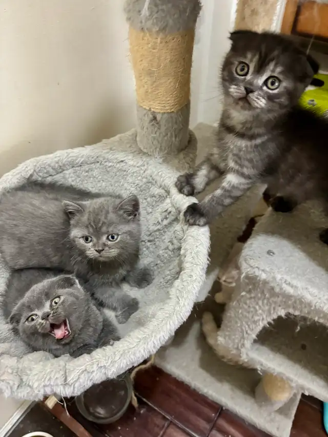 Purebred Scottish Fold Kittens
