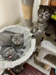 Purebred Scottish Fold Kittens
