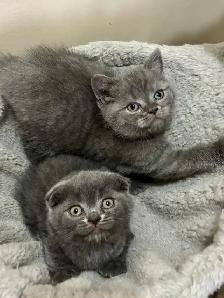 Purebred Scottish Fold Kittens - Photo 2