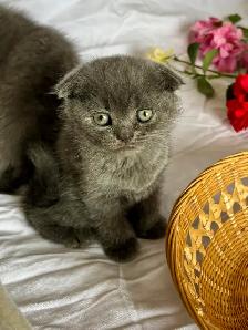 Purebred Scottish Fold Kittens - Photo 3