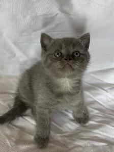 Purebred Scottish Fold Kittens - Photo 5