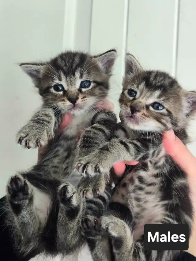 Very Friendly kittens!