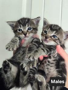 Very Friendly kittens!