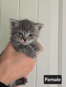 Very Friendly kittens! - Photo 2