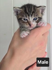 Very Friendly kittens! - Photo 3