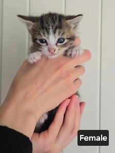 Very Friendly kittens! - Photo 4