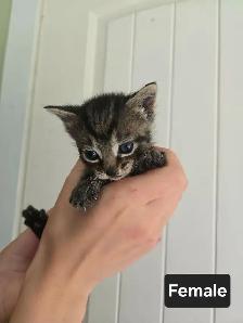 Very Friendly kittens! - Photo 5