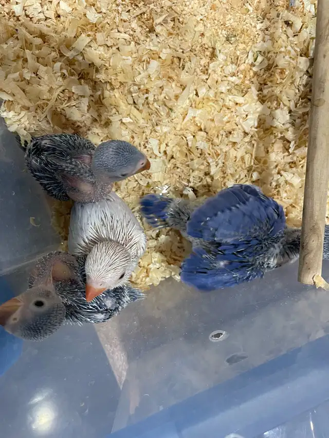 Indian ringneck violet baby's.