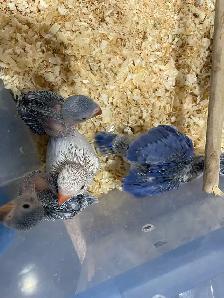 Indian ringneck violet baby's.