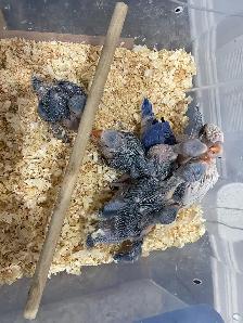 Indian ringneck violet baby's. - Photo 2
