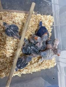 Indian ringneck violet baby's. - Photo 3