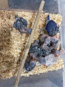 Indian ringneck violet baby's. - Photo 4