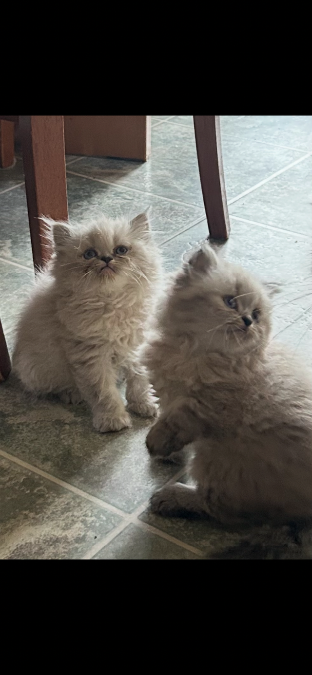 Himalayen