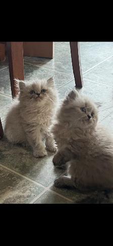 Himalayen