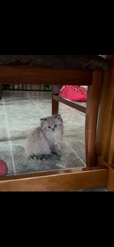Himalayen - Photo 2