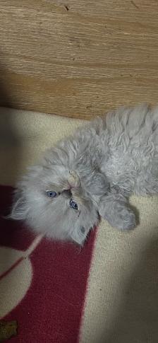 Himalayen - Photo 3