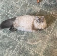 Himalayen - Photo 8