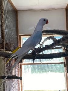 aviary closing / downsizing