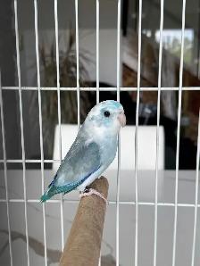 aviary closing / downsizing - Photo 2