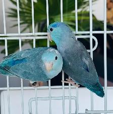 aviary closing / downsizing - Photo 3